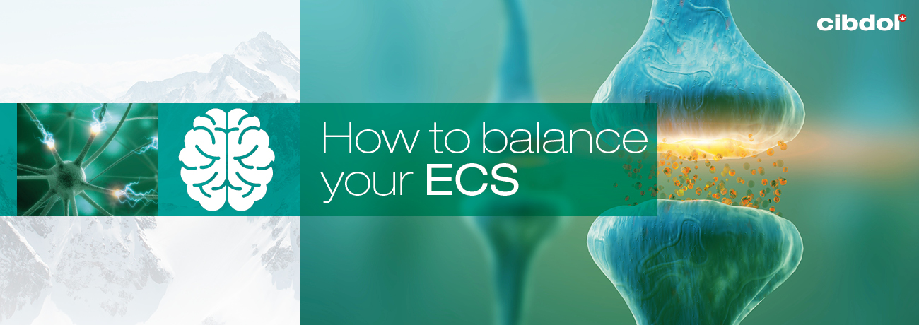 How to balance your endocannabinoid system
