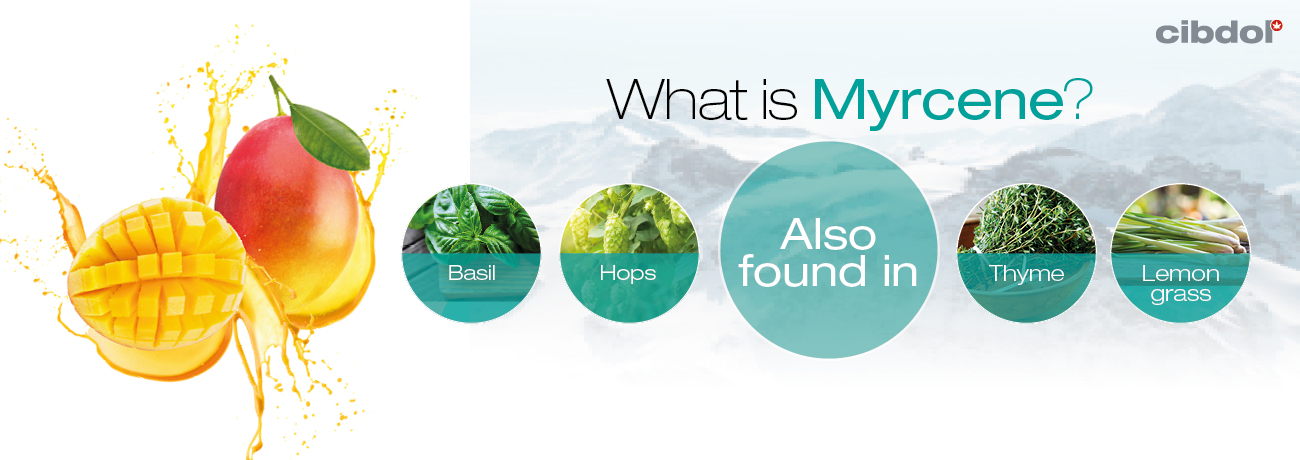 What is myrcene?