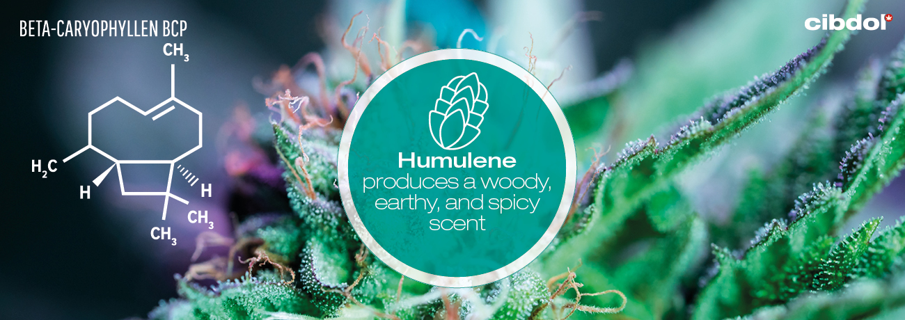 What is humulene?
