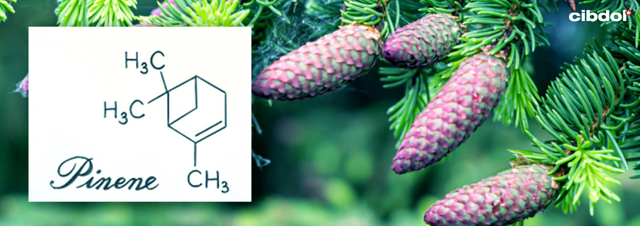 What Is Pinene?