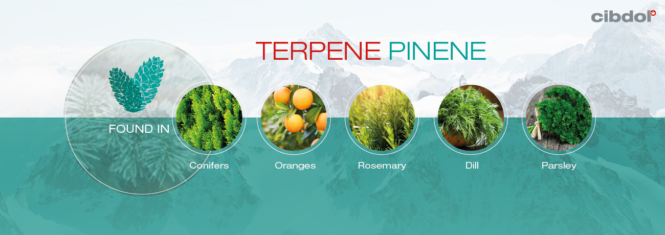 What Is Pinene?