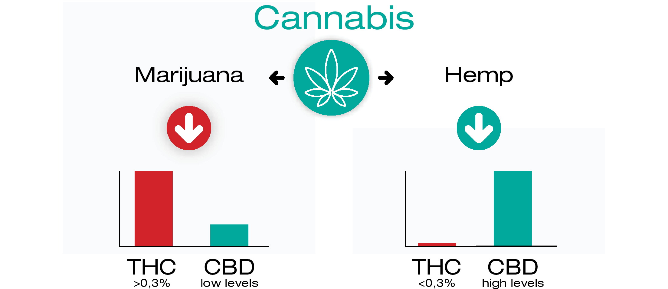 Where do CBD and THC come from?
