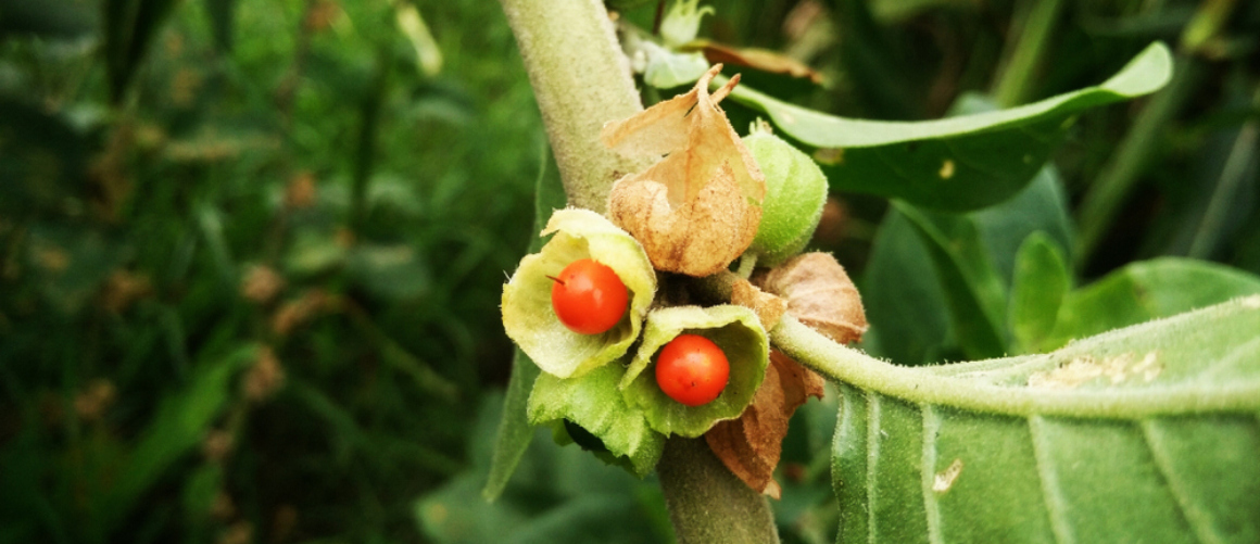 Can you take ashwagandha with other vitamins?