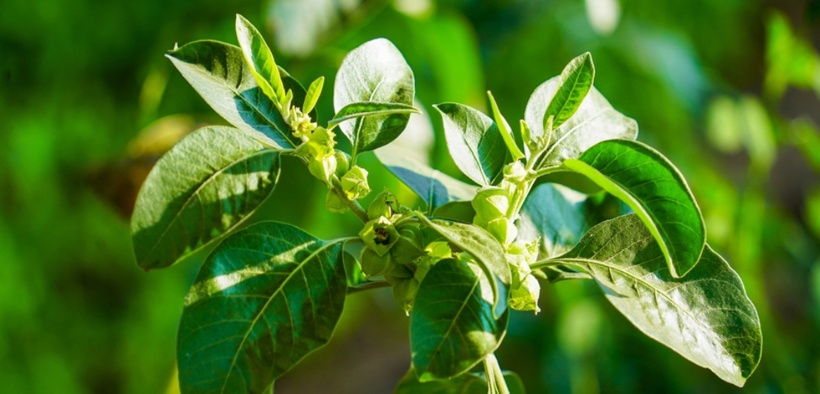 how long can you take ashwagandha for?