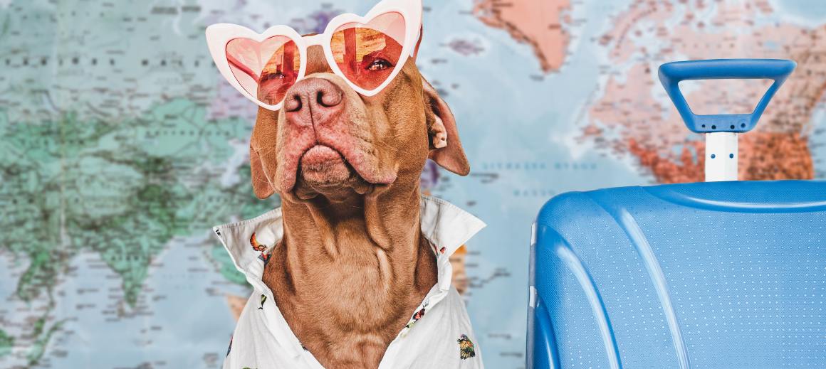 CBD for dogs on flights