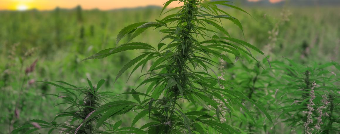 Hemp Biofuels, Building Materials, and More