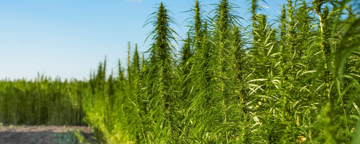 What is Industrial Hemp?