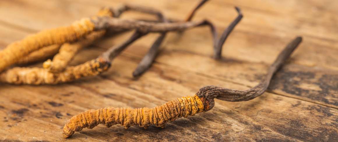 Is it bad to take cordyceps at night?