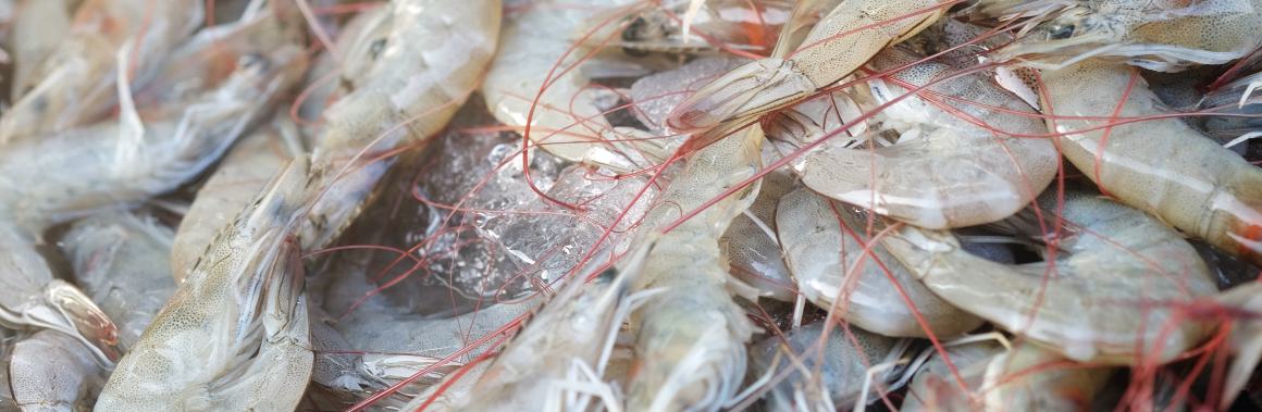 Does Shrimp Have High Levels of Omega-3 Fatty Acids?