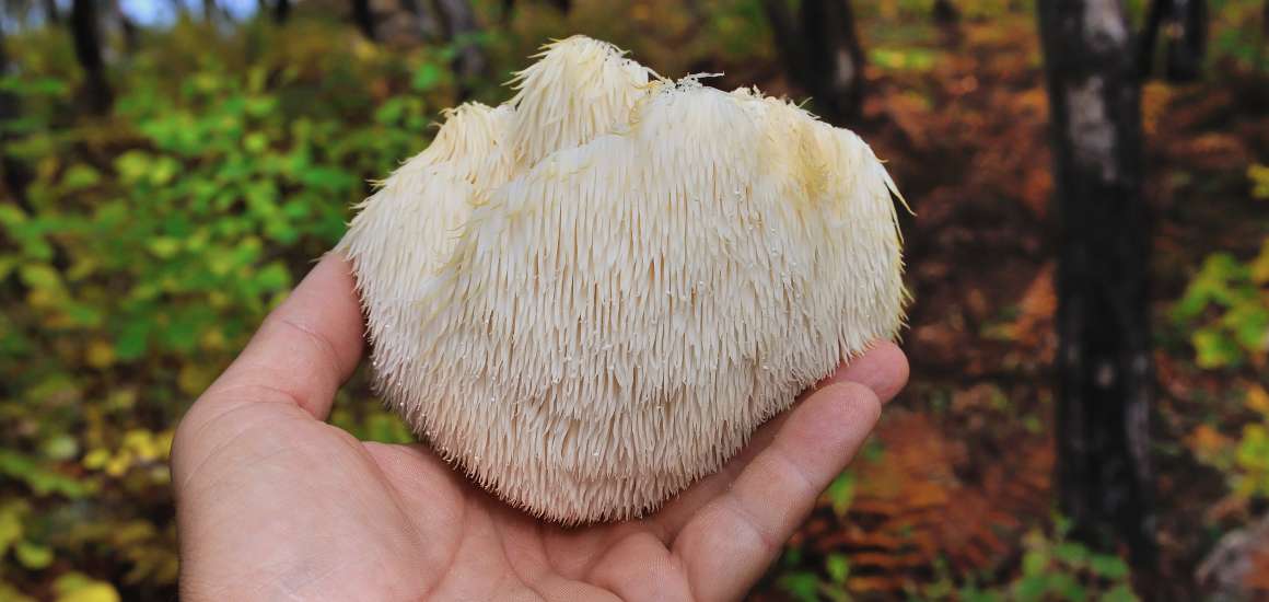 A Beginner's Guide to Incorporating Lion's Mane Mushroom into Daily Routine